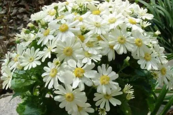 瓜葉菊
