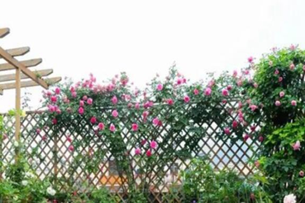 1636809491871559.jpg