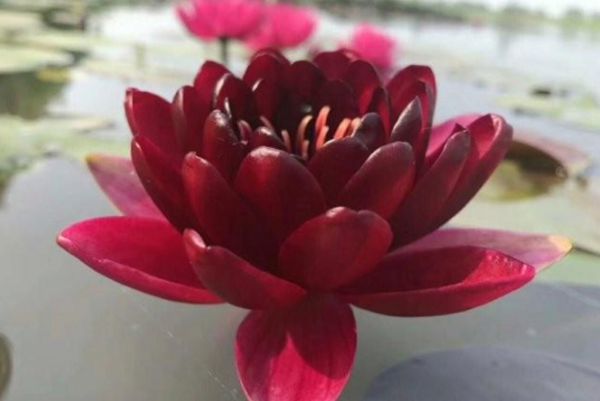 荷花