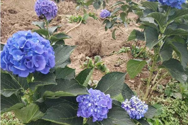 繡球花 繡球花