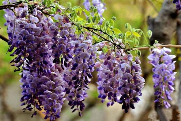 紫藤花