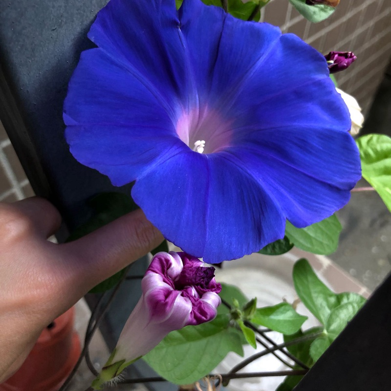 牽牛花