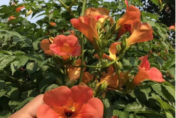 凌霄花 凌霄花
