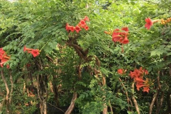 凌霄花 凌霄花