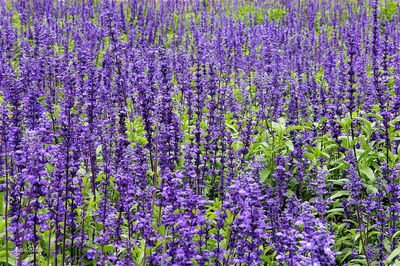 1638325286464807.jpg
