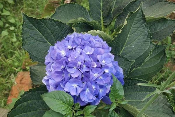 繡球花 繡球花