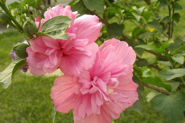 木槿花 木槿花