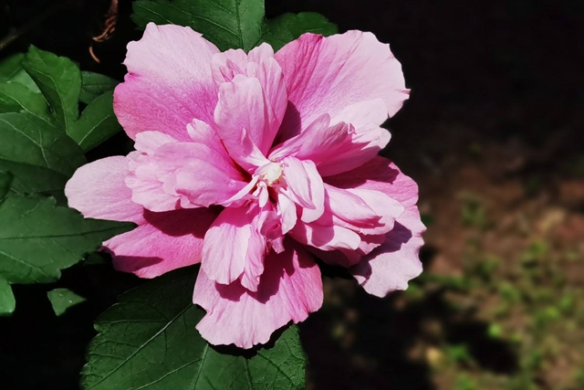 木槿花 木槿花