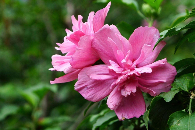 木槿花 木槿花