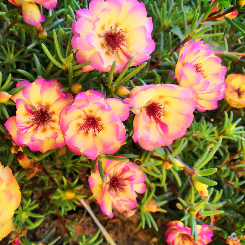 太陽花