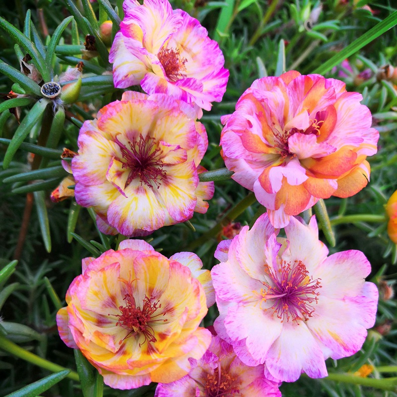 太陽花