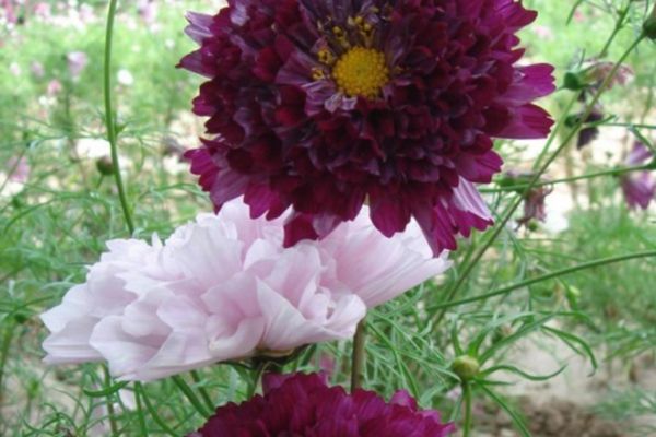 波斯菊 波斯菊