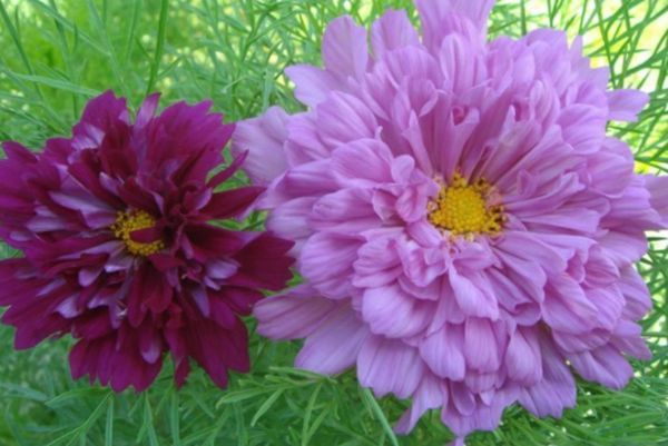 波斯菊 波斯菊