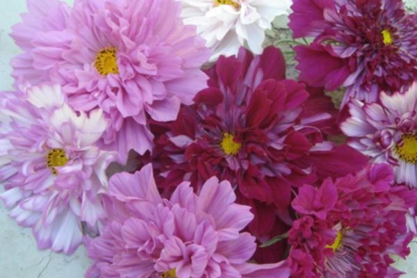 波斯菊 波斯菊