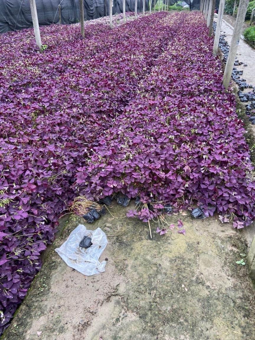 酢漿草