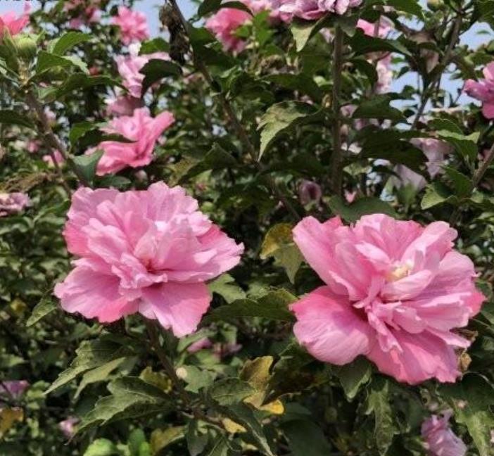 木槿 木槿