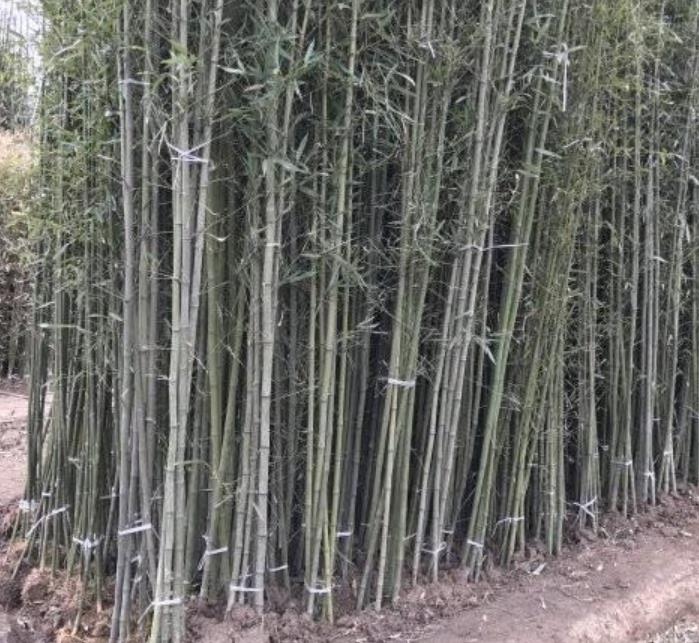 竹子