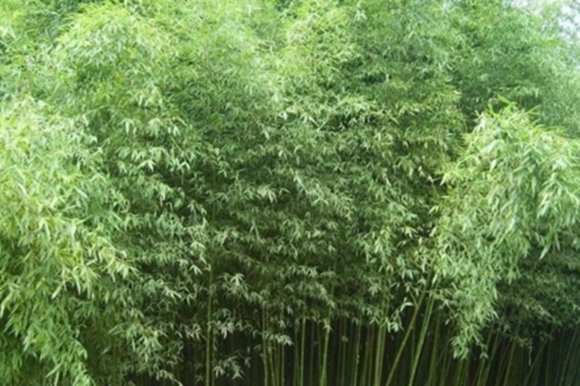 鵝毛竹