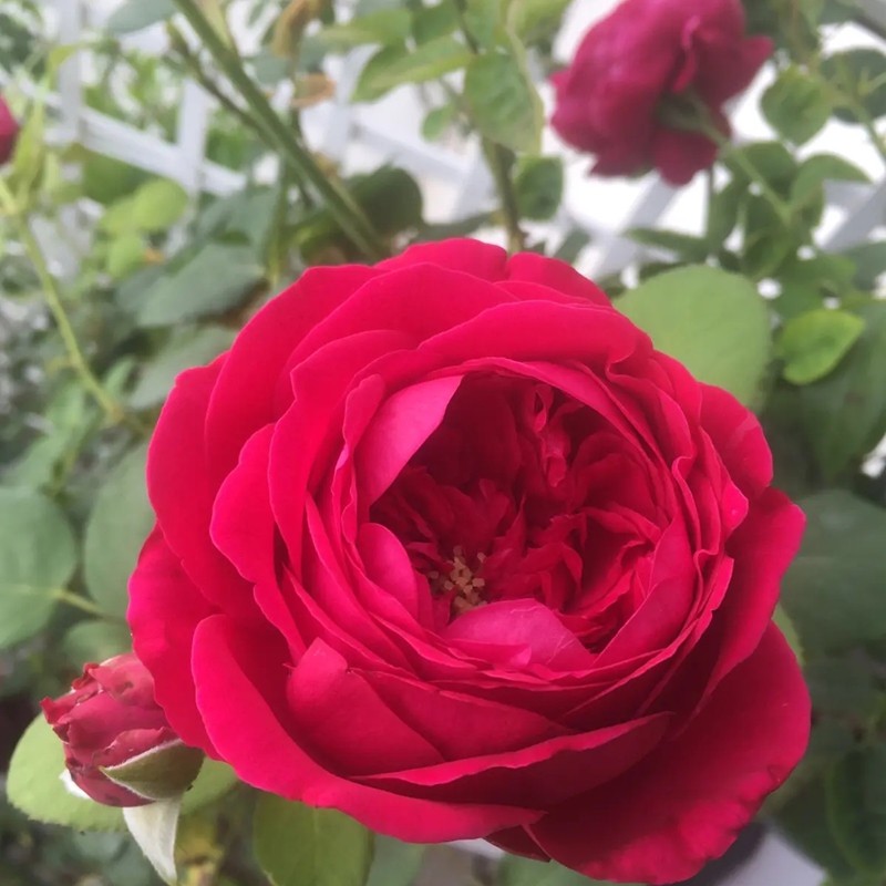 雙人芭蕾月季