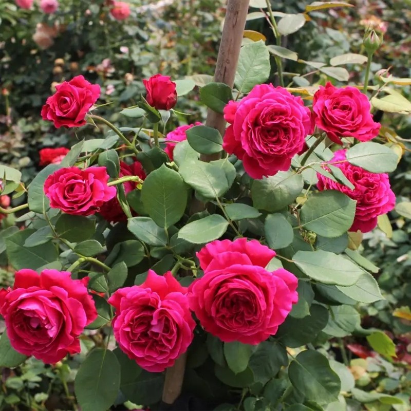 雙人芭蕾月季