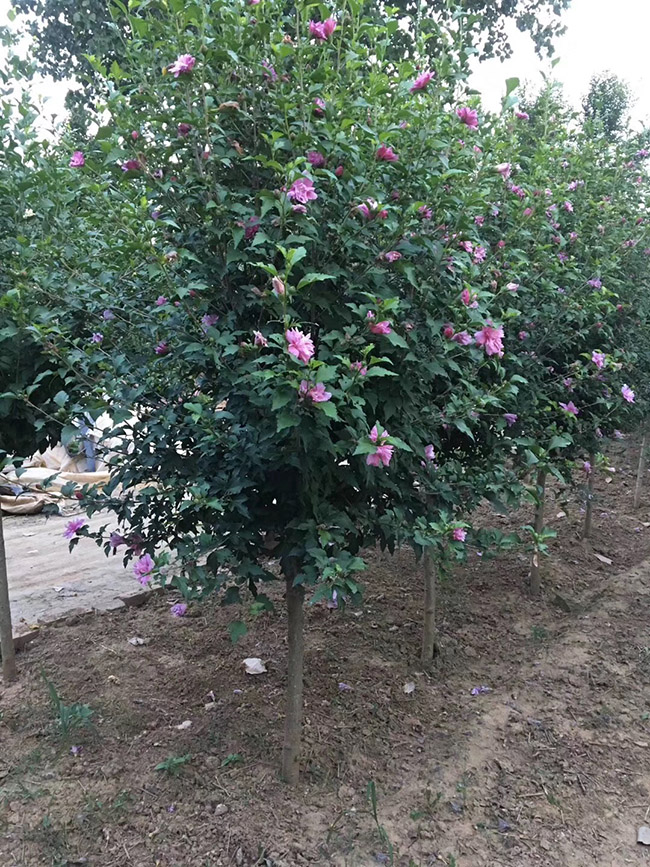 木槿花