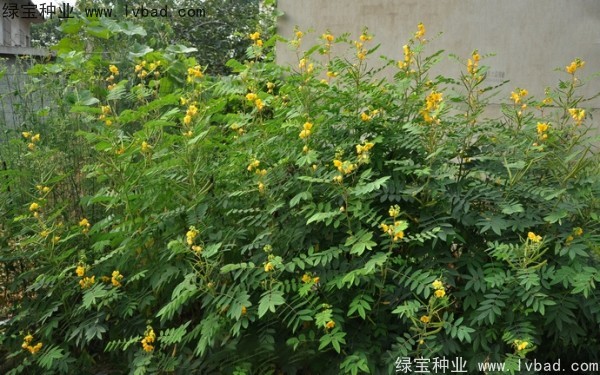 望江南種子