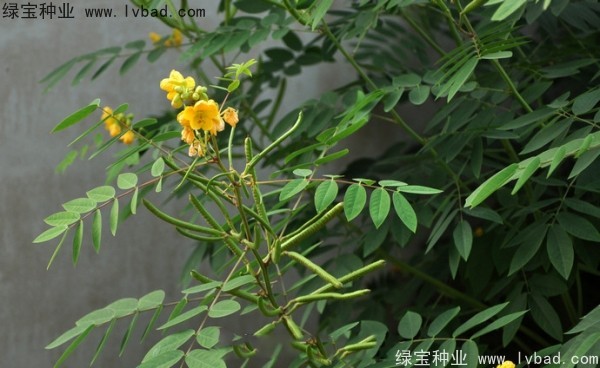 望江南種子