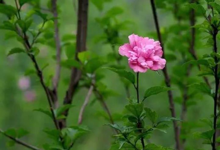 木槿花