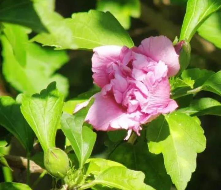 木槿花