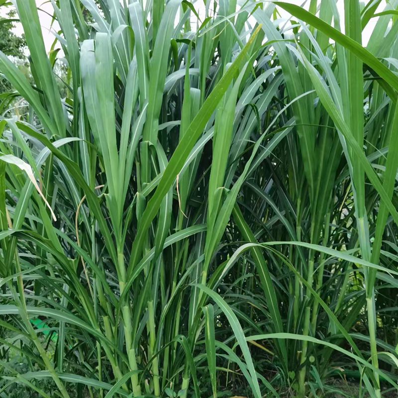 甜象草
